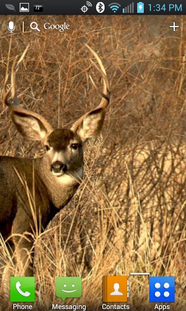Deer Hunters Live Wallpaper截图2