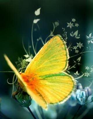 Butterfly Collection Wallpaper截图5