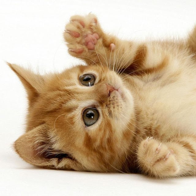 Wallpapers Cute Cats截图3