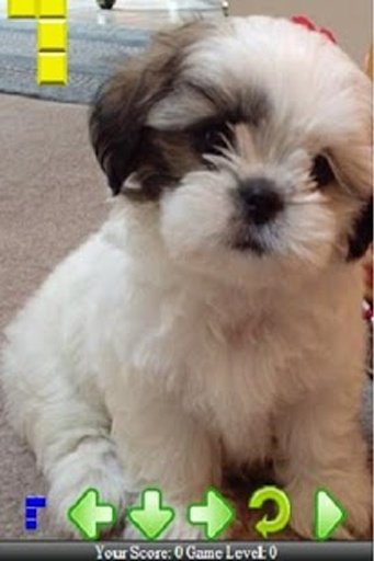 My Cute Shih Tzu Puppies截图8