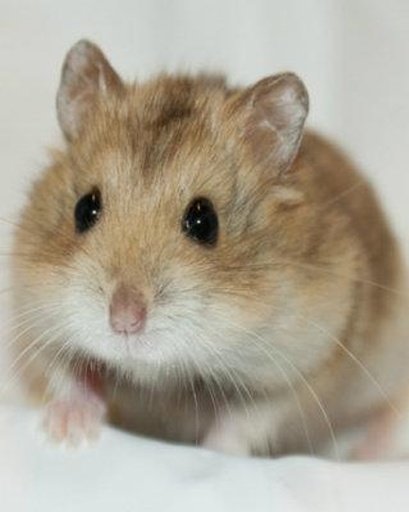 The Amazing Talking Hamster截图7