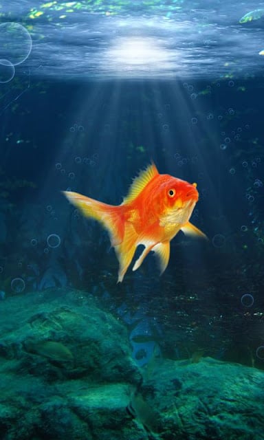 Goldfish Swim In Phone LWP截图8