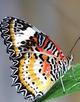 Butterfly Collection Wallpaper截图3