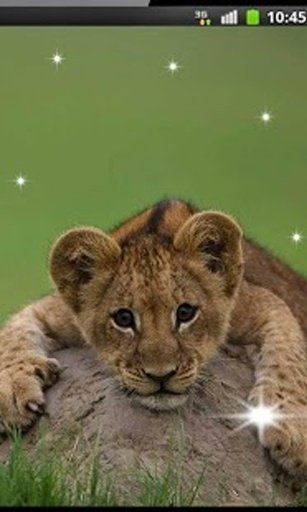 Lion Wild Hunt live wallpaper截图3