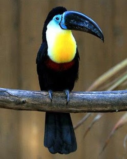 The Talking Toucan Bird截图2