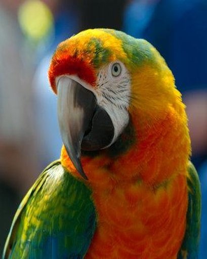 The Smart Talking Parrot截图3