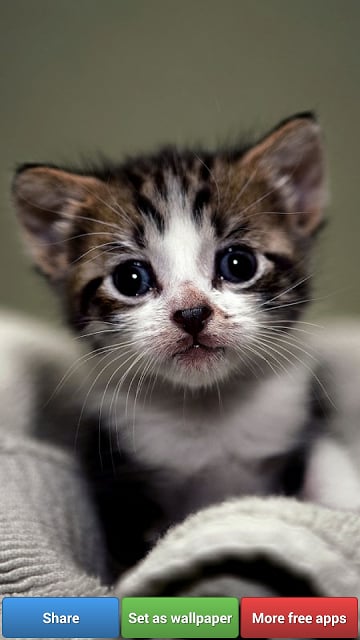 Cute Kitty Cats HD Wallpapers截图3