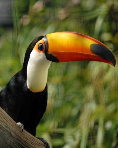 The Talking Toucan Bird截图6