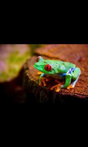 Frog Live Wallpaper截图4