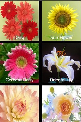 Flowers Memory Game截图3