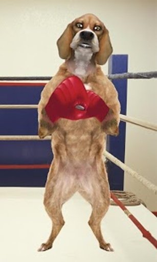 Boxing Dog Live Wallpaper截图3