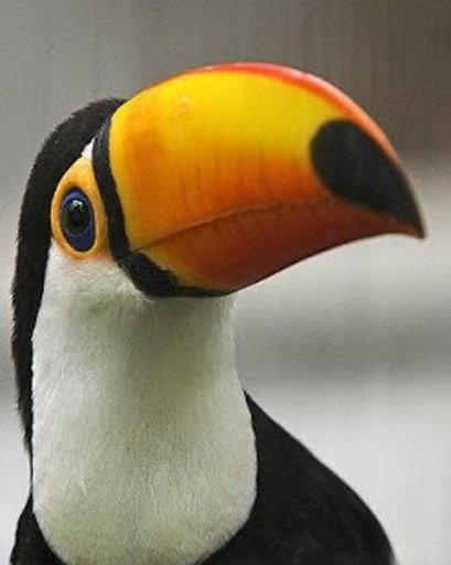 The Talking Toucan Bird截图8