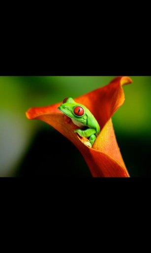 Frog Live Wallpaper截图1