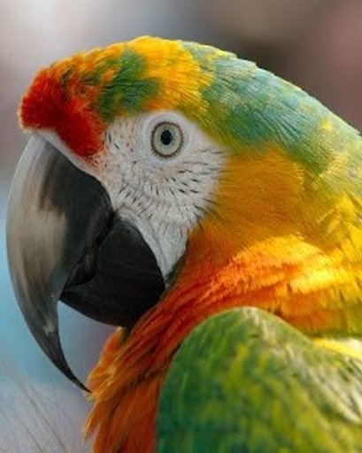 The Smart Talking Parrot截图1