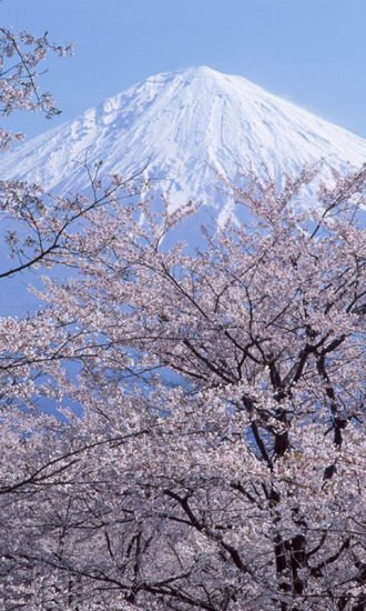 日本自然风景动态壁纸截图1