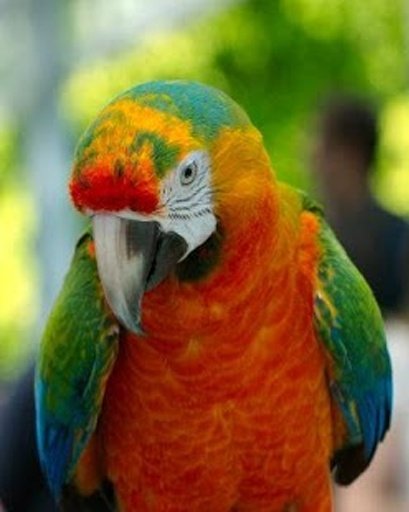 The Smart Talking Parrot截图7