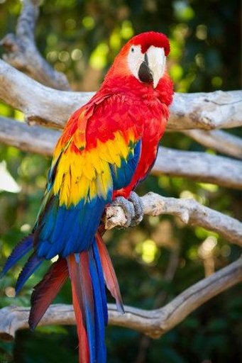 Parrot Wallpaper截图1