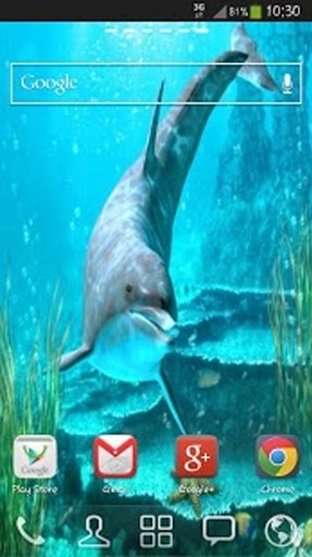 Sweet Dolphins Live Wallpaper截图1