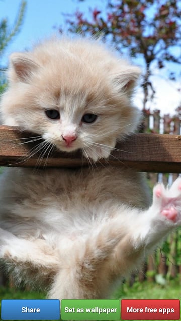 Cute Kitty Cats HD Wallpapers截图7