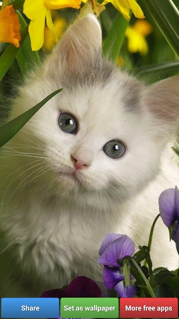 Cute Kitty Cats HD Wallpapers截图8