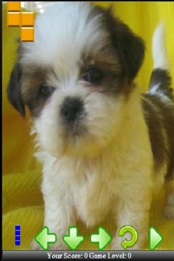 My Cute Shih Tzu Puppies截图2