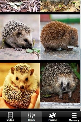 The Talking Hedgehog截图3