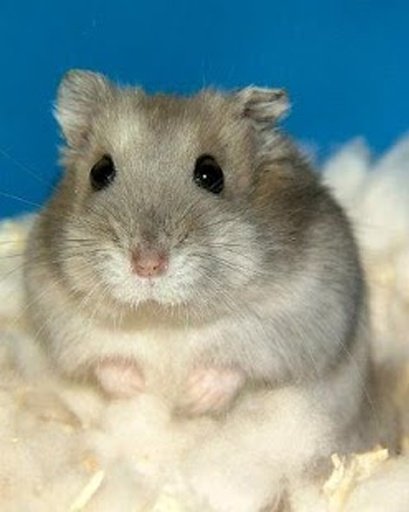 The Amazing Talking Hamster截图8