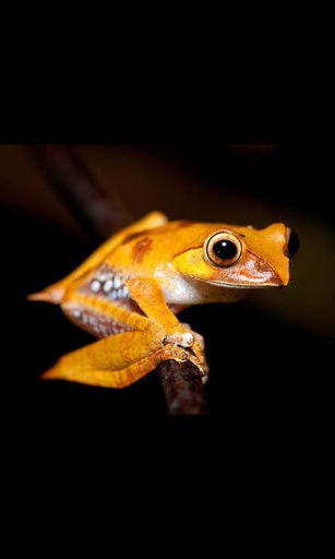 Frog Live Wallpaper截图3