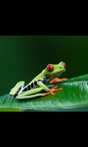 Frog Live Wallpaper截图7