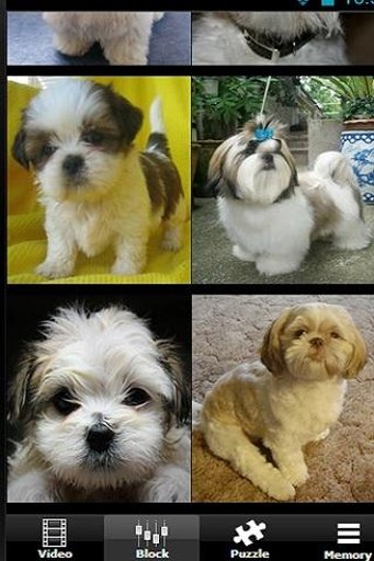 My Cute Shih Tzu Puppies截图1