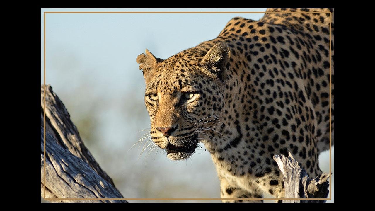 Kruger Park Wildlife截图1