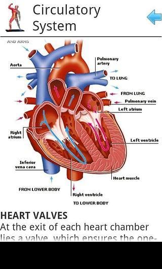 Anatomy截图5