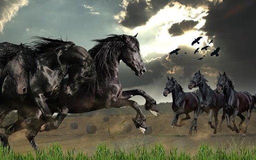 Wild Horses Live Wallpaper截图1