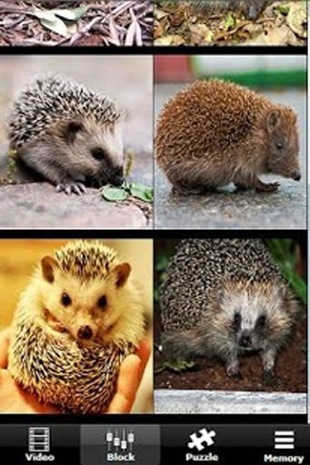 The Talking Hedgehog截图8