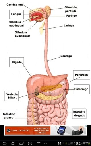 DIETA FITNESS截图1