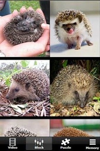 The Talking Hedgehog截图6