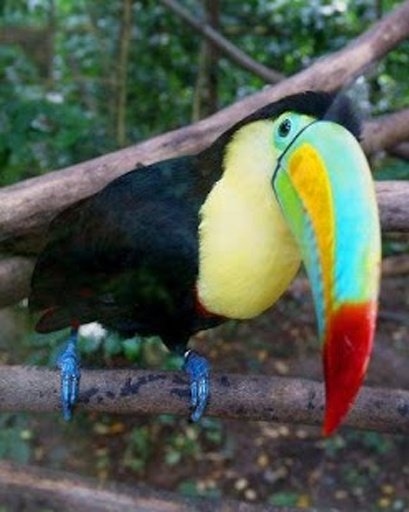 The Talking Toucan Bird截图1