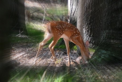 Deer Sniper Hunter截图7