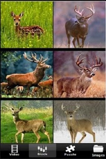 Deer Hunting Run截图6