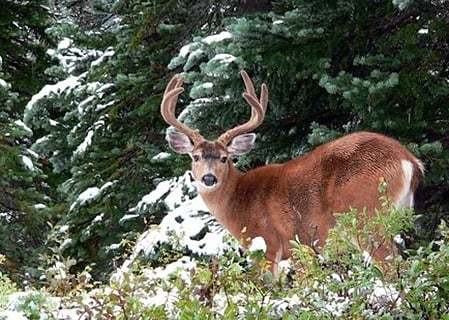 Deer Challenge截图8