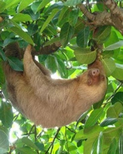 Happy Sloth Land截图6