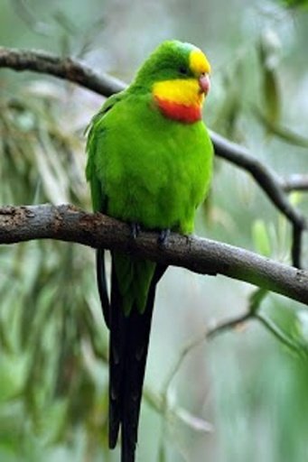 Superb Parrot HD Wallpaper截图4