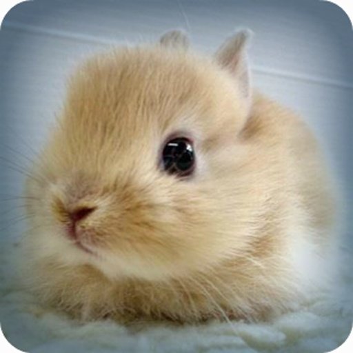 Haha Bunnies截图7