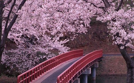 Sakura Super Wallpapers截图6