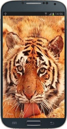 Tiger Licking Screen HD截图2