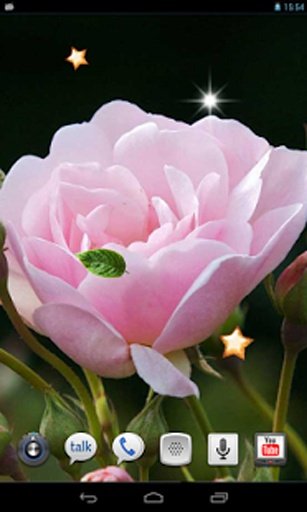 Spring Rose live wallpaper截图1