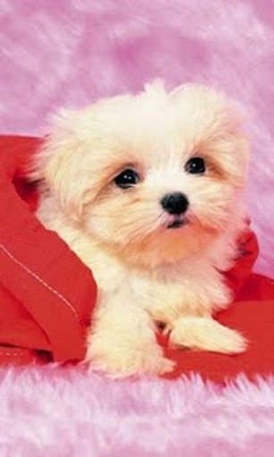 Puppies Live Wallpaper截图1