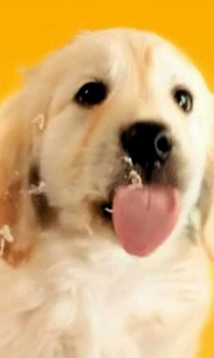 Cute puppy lick live wallpaper截图2