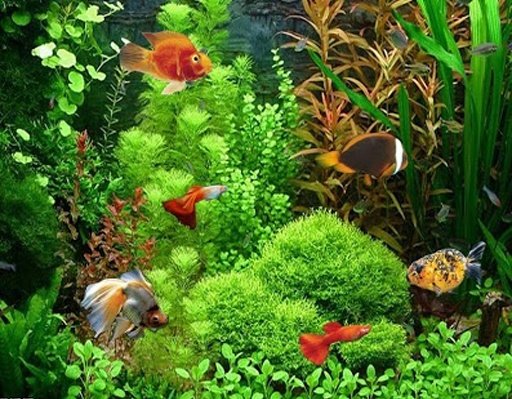 3D Crazy Fish截图1