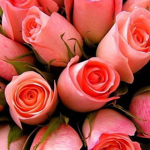 情人节：浪漫玫瑰截图6